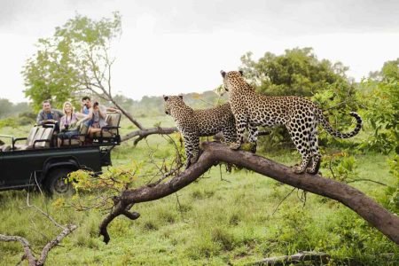 Kruger National Park in South Africa - best know for the big 5 of Africa - explore South Africa tour packages with Adeli Kenya Safaris