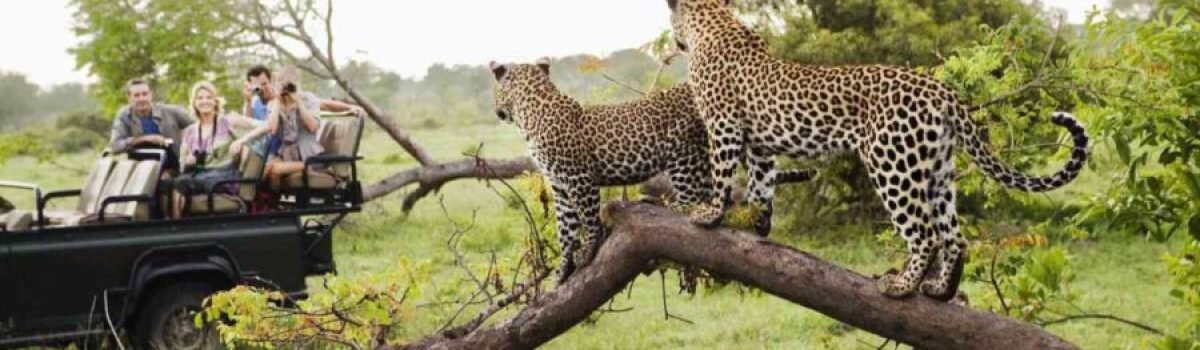 Kruger National Park in South Africa best know for the big 5 of Africa explore South Africa tour packages with Adeli Kenya Safaris scaled