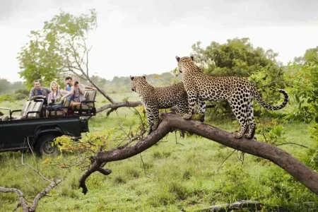 Kruger National Park in South Africa best know for the big 5 of Africa explore South Africa tour packages with Adeli Kenya Safaris scaled