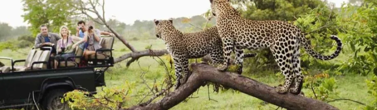 Kruger National Park in South Africa best know for the big 5 of Africa explore South Africa tour packages with Adeli Kenya Safaris scaled