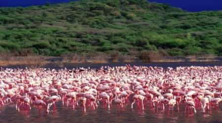 Lake Bogoria National Reserve best for flamingos and birdwatching Explore with Adeli Kenya Safaris Lake Bogoria National Reserve best for flamingos and birdwatching Explore with Adeli Kenya Safaris