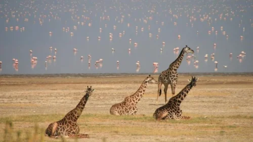 Lake Manyara National Park5 Lake Manyara National Park5