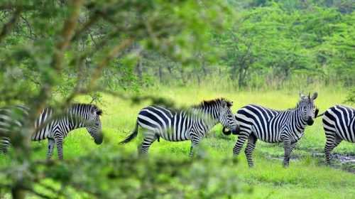 Lake Mburo National Park Uganda book with Adeli Kenya Safaris Lake Mburo National Park Uganda book with Adeli Kenya Safaris