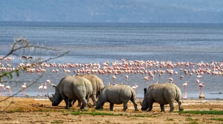 Lake Nakuru National Park Kenya best place to see rhinos and flamingos Adeli Kenya Safaris best Africa sustainable safari tour company in Kenya Lake Nakuru National Park Kenya best place to see rhinos and flamingos Adeli Kenya Safaris best Africa sustainable safari tour company in Kenya