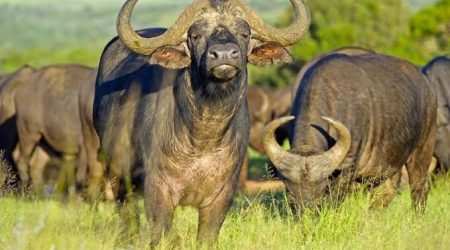 Lemek Conservancy Masai Mara Explore with Adeli Kenya Safaris Lemek Conservancy Masai Mara Explore with Adeli Kenya Safaris
