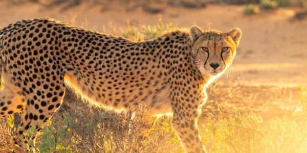 Leopard-at-Masai-Mara-National-Reserve-in-Kenya-Book-your-Masai-Mara-Kenya-wildebeest-migration-and-big-cat-Kenya-safari-tour-packages.jpg