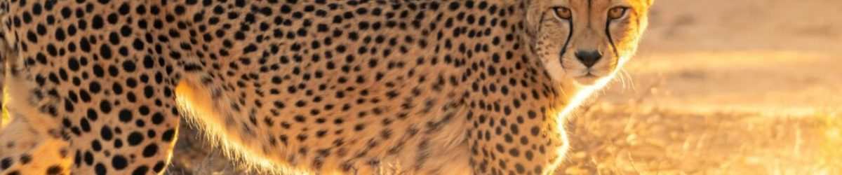 Leopard-at-Masai-Mara-National-Reserve-in-Kenya-Book-your-Masai-Mara-Kenya-wildebeest-migration-and-big-cat-Kenya-safari-tour-packages.jpg