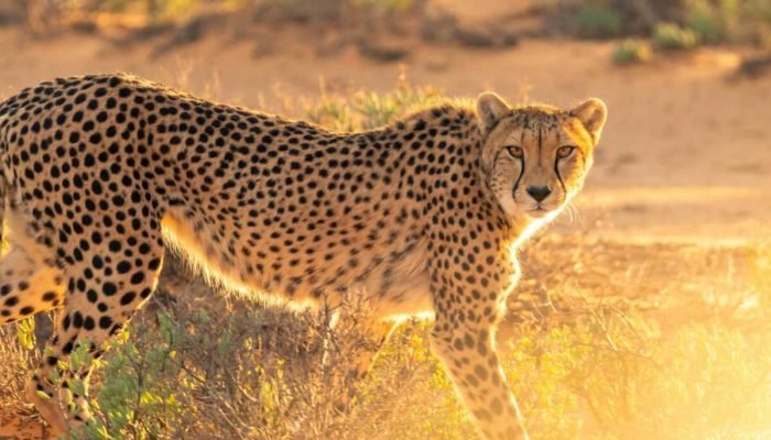 Leopard at Masai Mara National Reserve in Kenya Book your Masai Mara Kenya wildebeest migration and big cat safari with Adeli Kenya Safaris e1776874950429 scaled