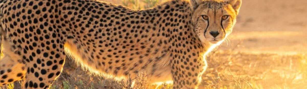 Leopard at Masai Mara National Reserve in Kenya - Book your Masai Mara Kenya wildebeest migration and big cat safari with Adeli Kenya Safaris