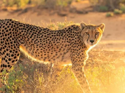 Leopard at Masai Mara National Reserve in Kenya. Book Africa safari tour packages with Adeli Kenya Safaris. Kenya safaris, Tanzania tours, Zanzibar holidays, gorilla trekking & Nairobi excursions.