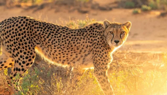 Leopard at Masai Mara National Reserve in Kenya -Book your Masai Mara Kenya wildebeest migration and big cat safari with Adeli Kenya Safaris