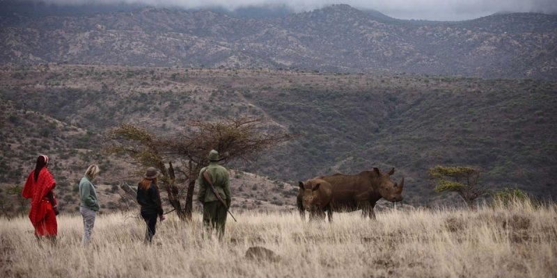 Lewa-Safari-Camp---Bush-Walk---Rhino