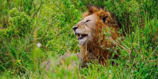 Lion-at-Masai-Mara-National-Reserve-in-Kenya-Book-your-Kenya-wildebeest-migration-Big-5-and-big-cat-safari-tour-packages-scaled.webp