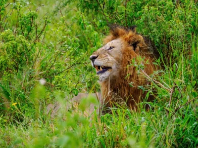 Lion at Masai Mara National Reserve in Kenya. Book Africa safari tour packages with Adeli Kenya Safaris. Kenya safaris, Tanzania tours, Zanzibar holidays, gorilla trekking & Nairobi excursions.