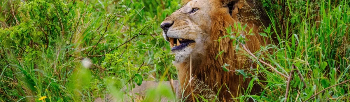 Lion at Masai Mara National Reserve in Kenya Book your Kenya wildebeest migration Big 5 and big cat safari tour packages with Adeli Kenya Safaris scaled scaled