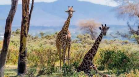 Loldia Conservancy Lake Naivasha Explore with Adeli Kenya Safaris Loldia Conservancy Lake Naivasha Explore with Adeli Kenya Safaris