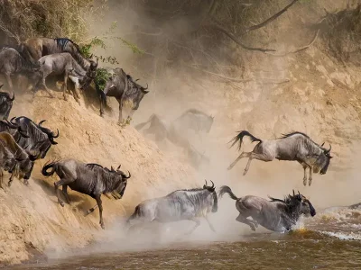 Masai Mara wildebeest Migration river crossing. Book Africa safari tour packages with Adeli Kenya Safaris. Kenya safaris, Tanzania tours, Zanzibar holidays, gorilla trekking & Nairobi excursions.