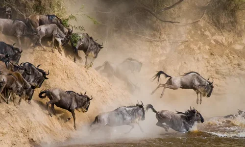 Masai Mara wildebeest Migration river crossing. Book Africa safari tour packages with Adeli Kenya Safaris. Kenya safaris, Tanzania tours, Zanzibar holidays, gorilla trekking & Nairobi excursions.