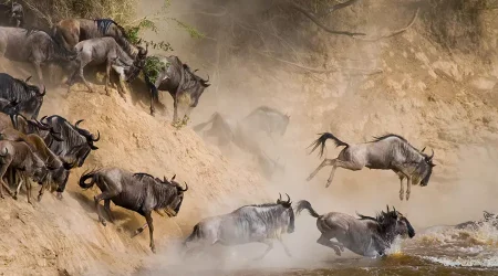 Masai Mara wildebeest Migration safari tours-book with Adeli Kenya Safaris