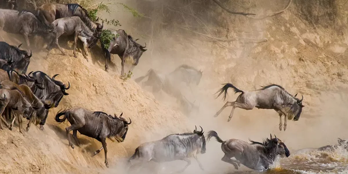 Masai Mara wildebeest Migration safari tours-book with Adeli Kenya Safaris