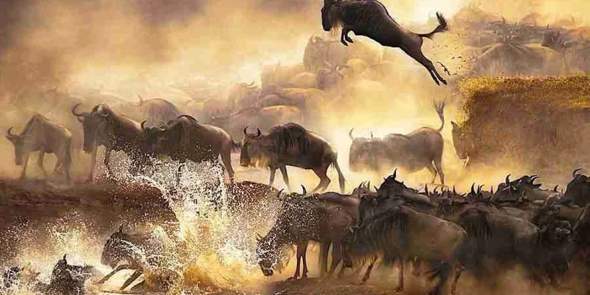 Masai Mara wildebeest migration Kenya safari tours Adeli Kenya Safaris best Africa sustainable safari tour company in Kenya