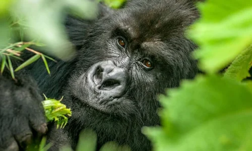 Mgahinga Gorilla National Park Rwanda Rwanda mountain gorilla trekking tours and safaris with Adeli Adeli Kenya Safaris