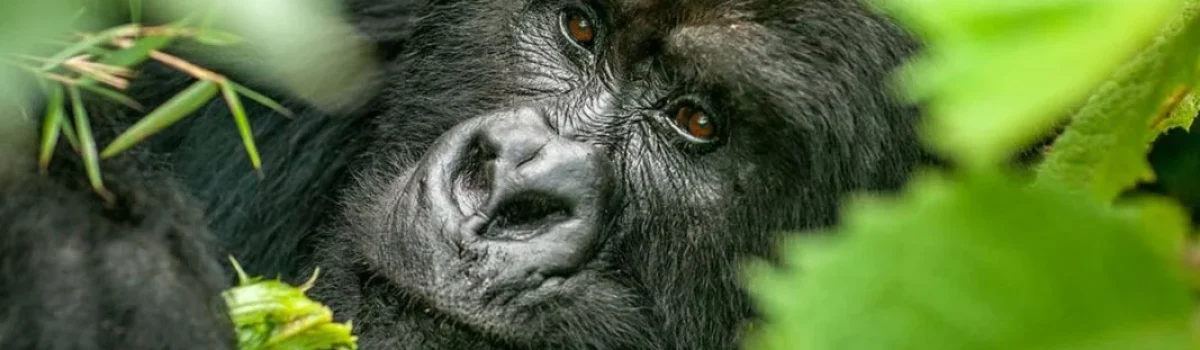 Mgahinga Gorilla National Park Rwanda Rwanda mountain gorilla trekking tours and safaris with Adeli Adeli Kenya Safaris