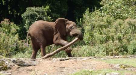 Mount Elgon National Park elephants Mount Elgon National Park elephants