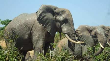 Mwaluganje Elephant Sanctuary explore with Adeli Kenya Safaris Mwaluganje Elephant Sanctuary explore with Adeli Kenya Safaris