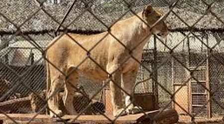 Nairobi Animal Orphanage explore with Adeli Kenya Safaris