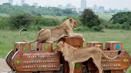 Nairobi National Park City tour trips with Adeli Kenya Safaris 4 Nairobi National Park City tour trips. Book Africa safari tour packages with Adeli Kenya Safaris. Kenya safaris, Tanzania tours, Zanzibar holidays, gorilla trekking & Nairobi excursions.