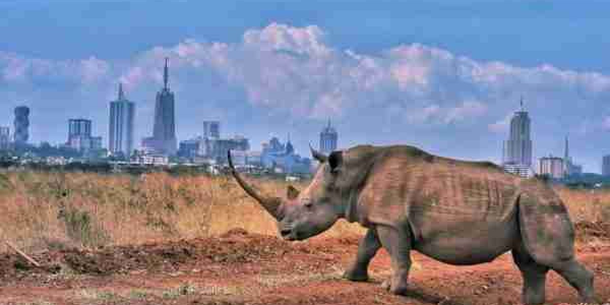 Nairobi National Park day excursion safari best things to do in Nairobi Adeli Kenya Safaris best Africa sustainable safari tour company in Kenya