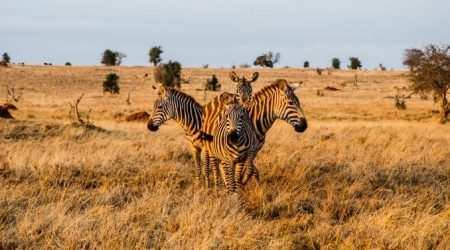 Nasolot National Reserve explore with Adeli Kenya Safaris Nasolot National Reserve explore with Adeli Kenya Safaris