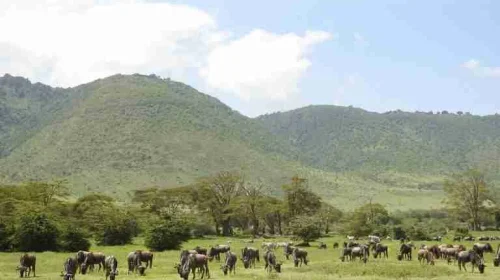 Ngorongoro Crater Tanzania Africa safari tours in Tanzania Adeli Kenya Safaris best Africa sustainable safari tour company in Kenya Ngorongoro Crater Tanzania Africa safari tours in Tanzania Adeli Kenya Safaris best Africa sustainable safari tour company in Kenya