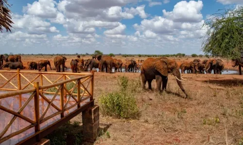 Ngutuni Wildlife Conservancy Ngutuni Safari Lodge explore with Adeli Kenya Safaris