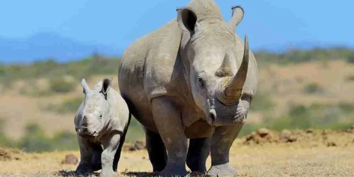 Ol Pejeta Conservancy Kenya conservation safari tour Adeli Kenya Safaris best Africa sustainable safari tour company in Kenya