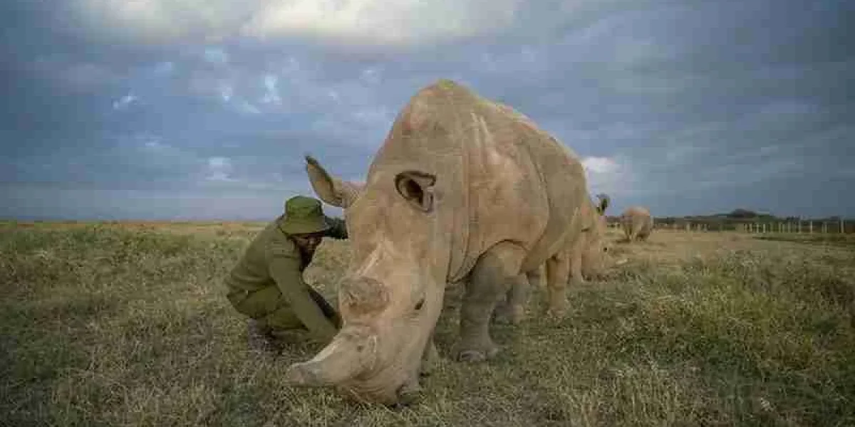 Ol Pejeta Conservancy Norther White rhinos Adeli Kenya Safaris best Africa sustainable safari tour company in Kenya