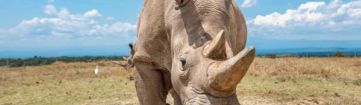 Ol Pejeta Conservancy rhino Big 5 and Big cats Kenya wildlife safari tour with Adeli Kenya Safaris 1 1 scaled