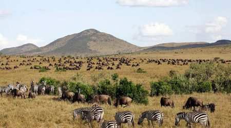 Ol kinyei conservancy Masai Mara explore with Adeli Kenya Safaris Ol kinyei conservancy Masai Mara explore with Adeli Kenya Safaris