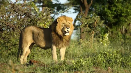 Olare Motorogi conservancy Masai Mara Kenya explore with Adeli Kenya Safaris Olare Motorogi conservancy Masai Mara Kenya explore with Adeli Kenya Safaris