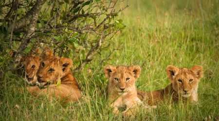 Olare Orok conservancy Masai Mara explore with Adeli Kenya Safaris Olare Orok conservancy Masai Mara explore with Adeli Kenya Safaris