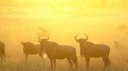 Olarro Conservancy Masai Mara explore with Adeli Kenya Safaris Olarro Conservancy Masai Mara explore with Adeli Kenya Safaris