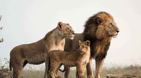 Olderkesi Community Wildlife Conservancy Masai Mara explore with Adeli Kenya Safaris Olderkesi Community Wildlife Conservancy Masai Mara explore with Adeli Kenya Safaris