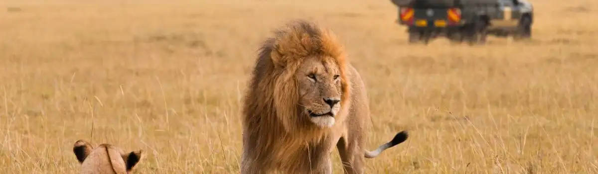 Oloisukut Conservancy Masai Mara – explore with Adeli Kenya Safaris Oloisukut Conservancy Masai Mara - explore with Adeli Kenya Safaris