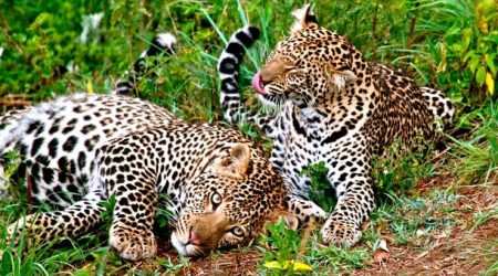 Oserengoni Wildlife Conservancy Lake Nairvasha Kenya explore with Adeli Kenya Safaris Oserengoni Wildlife Conservancy Lake Nairvasha Kenya explore with Adeli Kenya Safaris