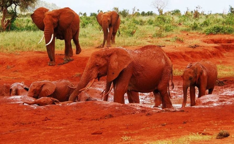 Red elephants - Tsavo East National Park Kenya