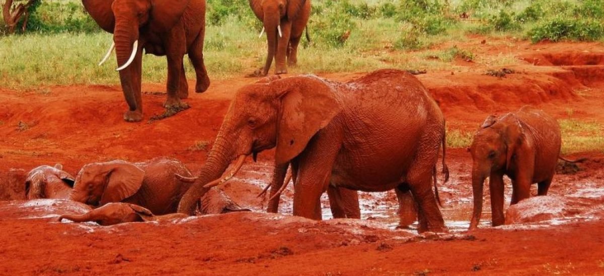 Red elephants - Tsavo East National Park Kenya