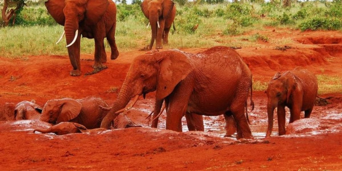 Red elephants - Tsavo East National Park Kenya