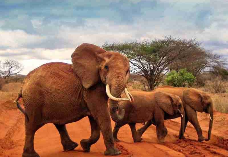 Red elephants at Tsavo East National Park Kenya Adeli Kenya Safaris best Africa sustainable safari tour company in Kenya