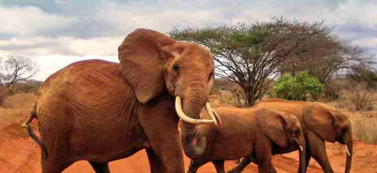 Red elephants at Tsavo East National Park Kenya Adeli Kenya Safaris best Africa sustainable safari tour company in Kenya